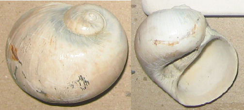 cochlys sp.